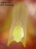 Bulbophyllum immobile  (07)